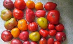Проведите межсортовое скрещивание томатов