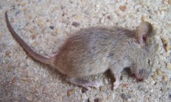 Как избавиться от мышей в доме? помогает ли электро отпугиватель?