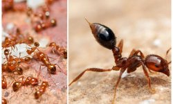 Уничтожение муравьев в москве